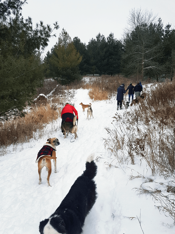 Dogs hiking in the snow