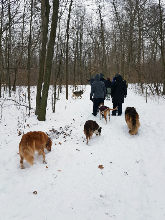 Dogs hiking in the snow