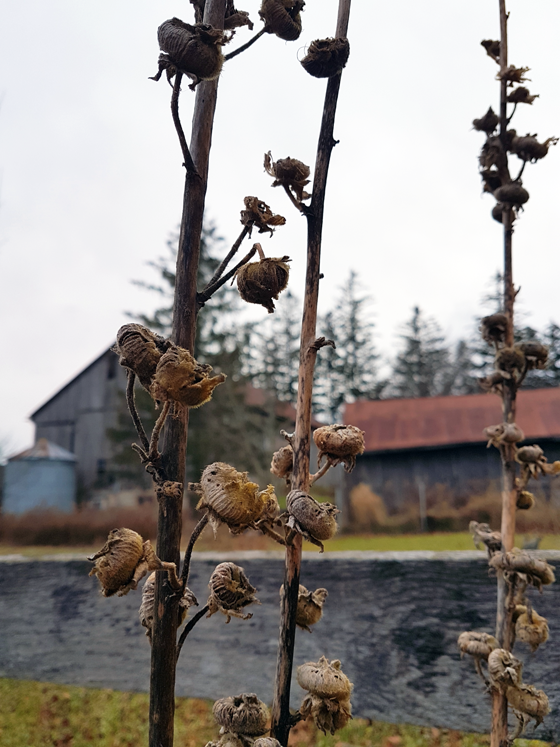 Hollyhocks in fall