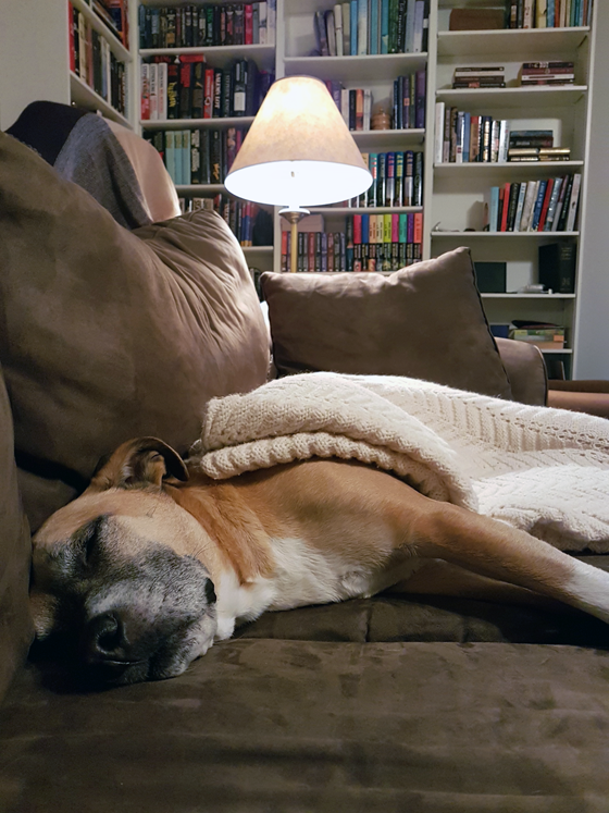 Baxter sleeping on the couch