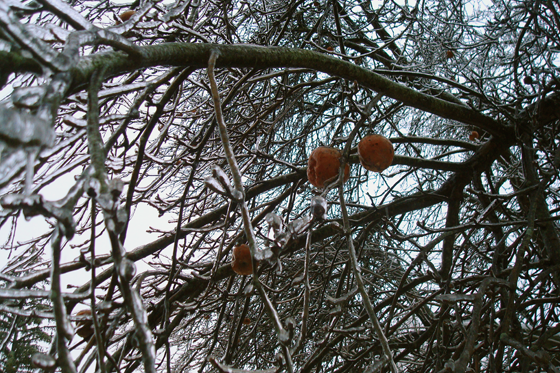 Apples frozen on an ice covered tree in the winter