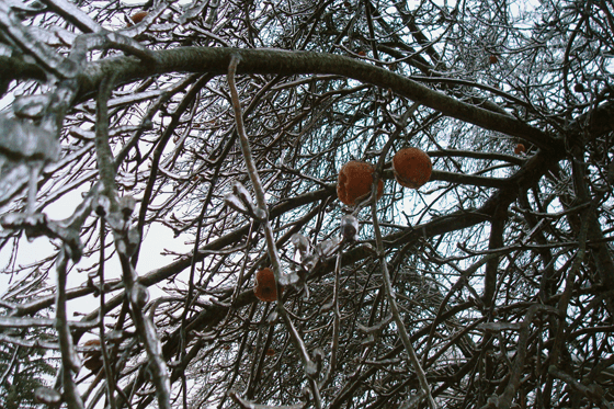 Apples frozen on an ice covered tree in the winter