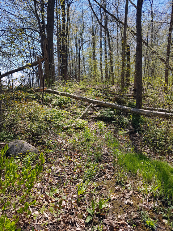 Tree fallen across the trail