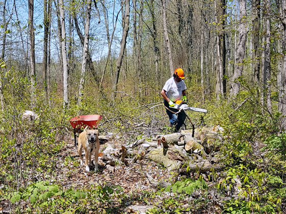 My FIL and Baxter cutting wood in the forest