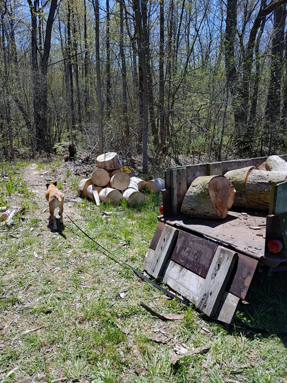 Loading firewood from the forest