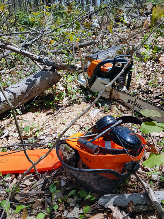 Chainsaw in the woods