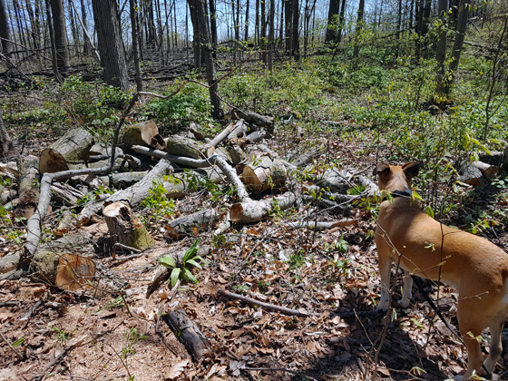 Firewood blocking the trail
