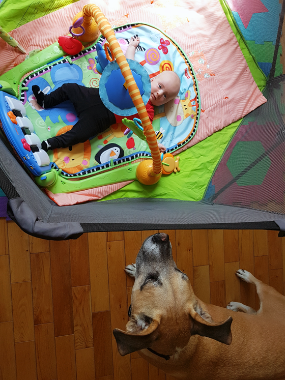 Baxter watching Ellie in the play yard