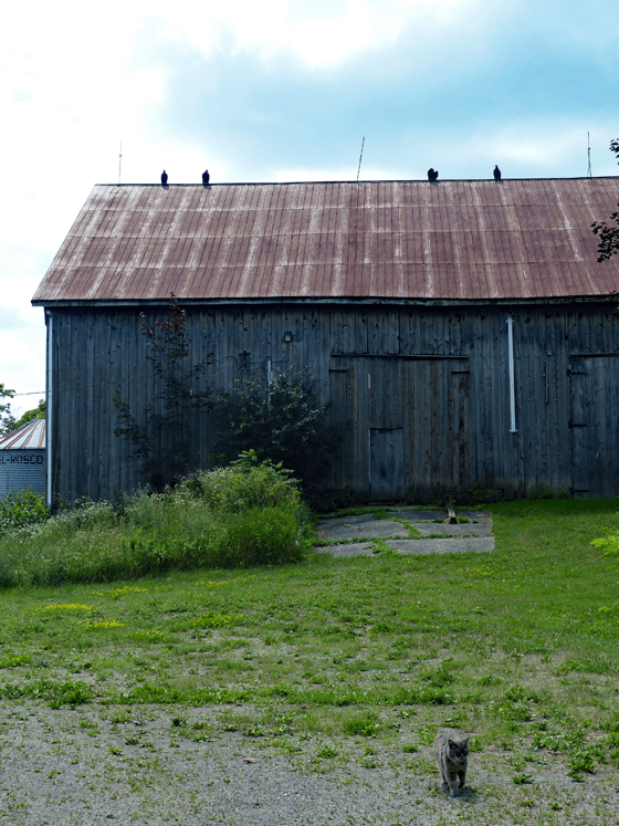 Turkey vultures on the barn
