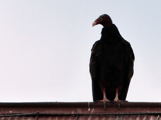 Turkey vulture on the barn