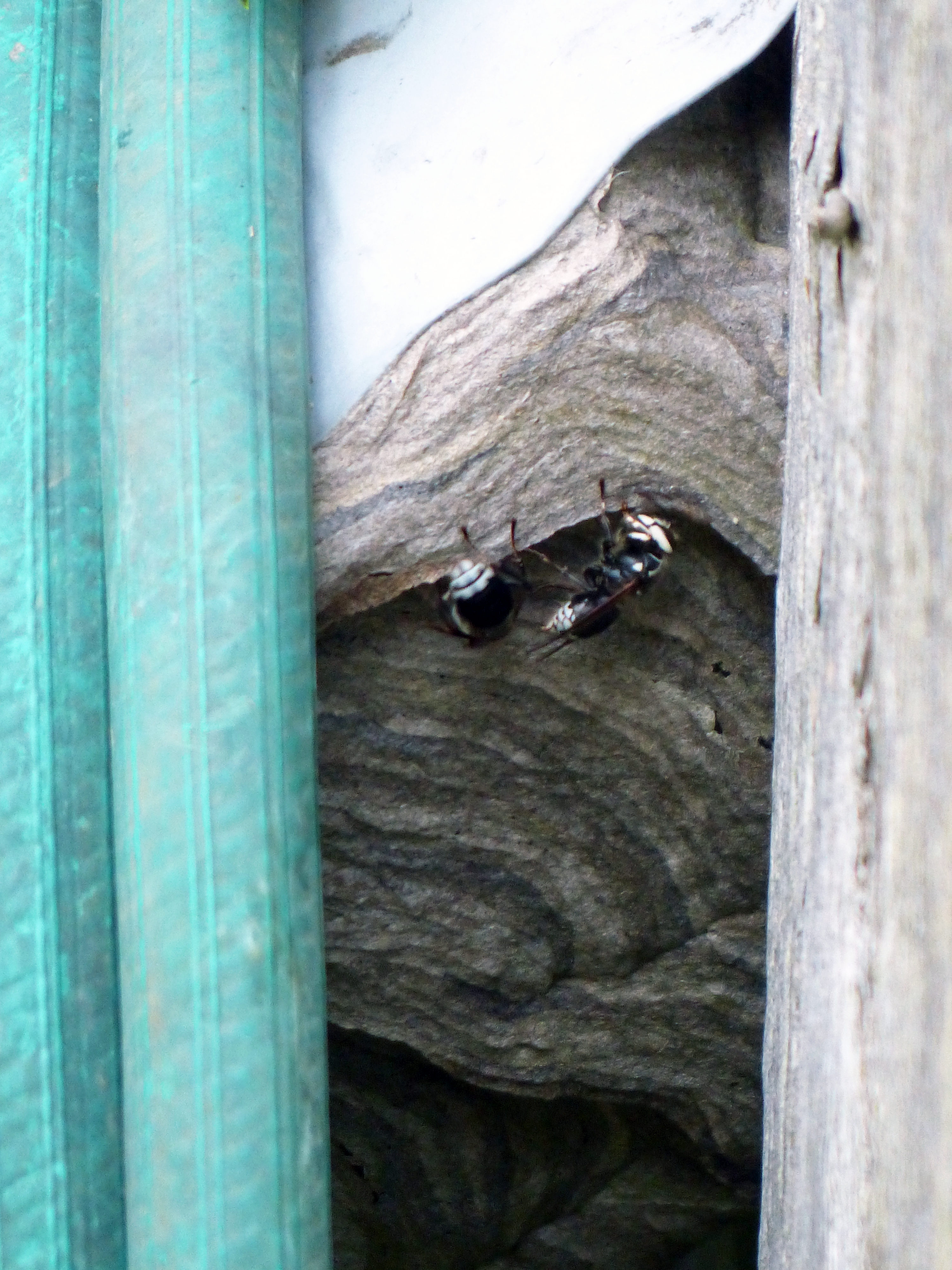 Wasp nest under the hose hanger
