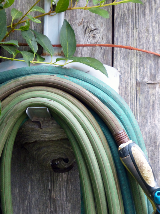 Wasp nest under the hose hanger
