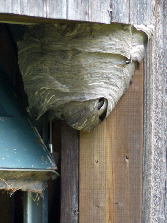 Wasp nest