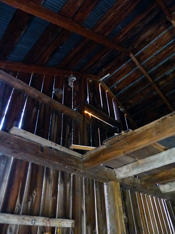 Wasp nests in the driveshed