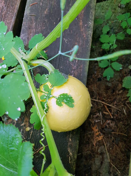 Small round yellow squash