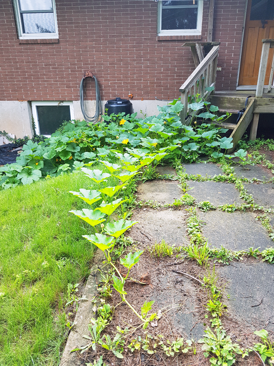 Squash growing around the composter