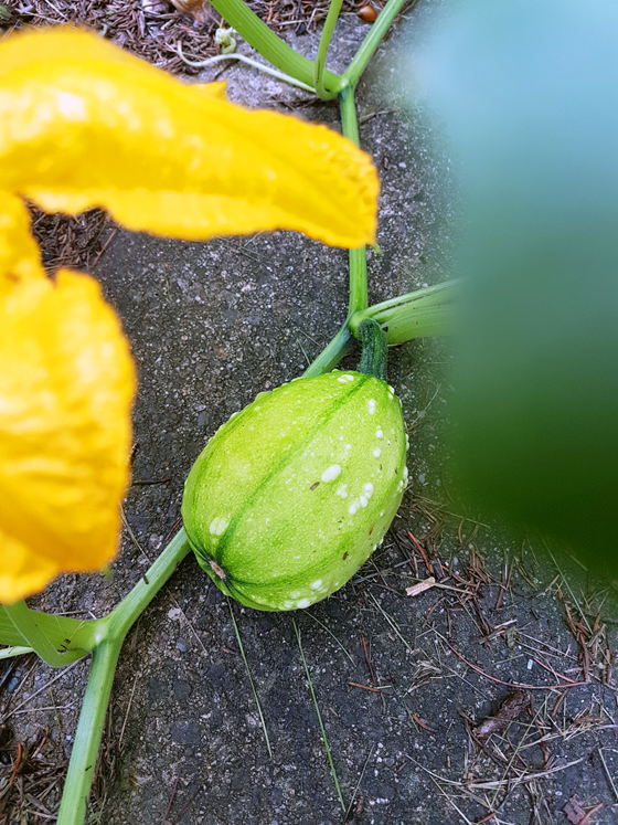 Small oval green bumpy squash