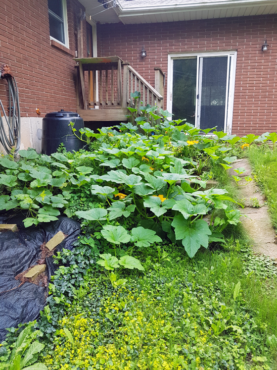 Squash growing around the composter