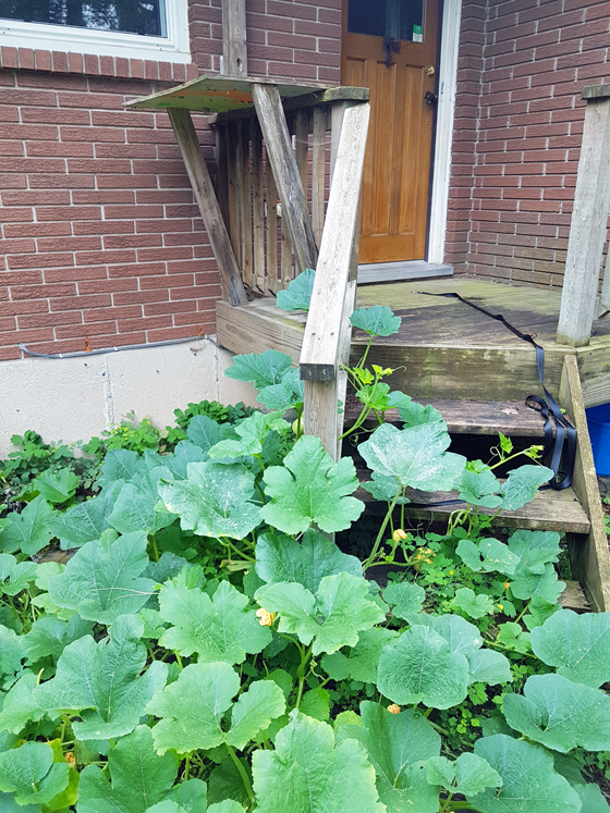Squash growing around the composter