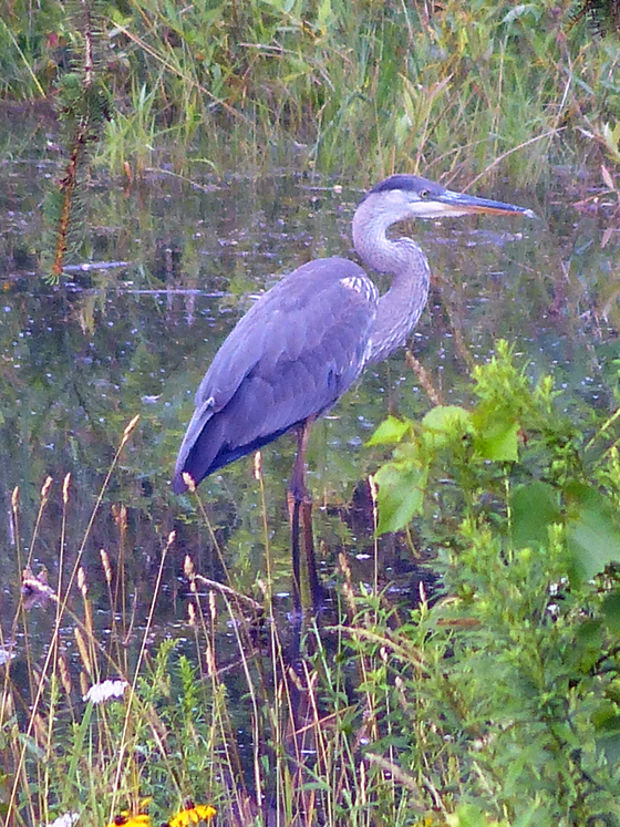 Heron wading in the pond