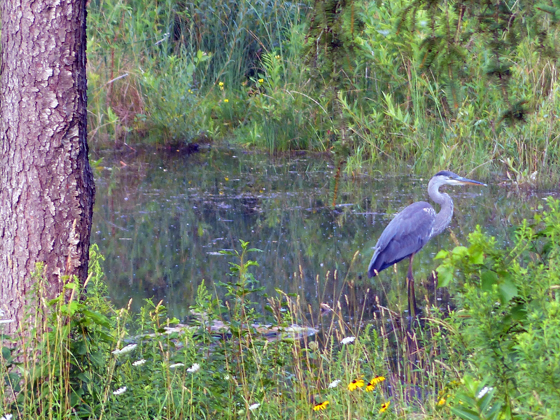 Heron wading in the pond