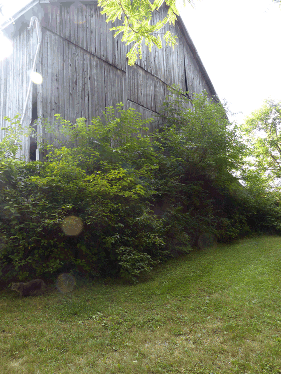 Clearing vegetation from around the barn