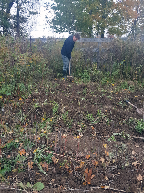 Digging for potatoes