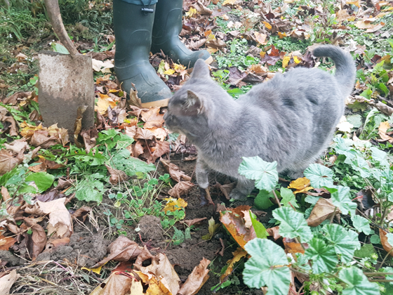 Ralph looking for potatoes