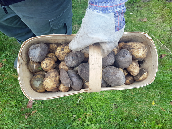 Basket of potatoes