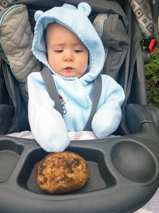 Baby admiring a freshly harvested potato
