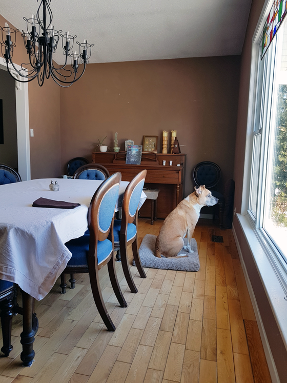 Baxter sitting in the dining room before it's painted