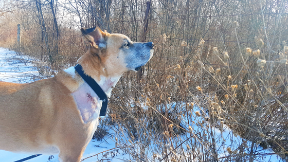 Baxter looking into the woods with stitches in his neck