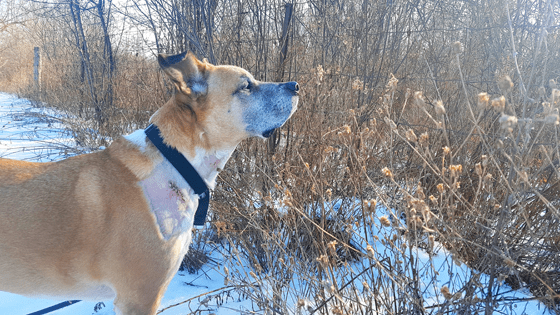 Baxter looking into the woods with stitches in his neck