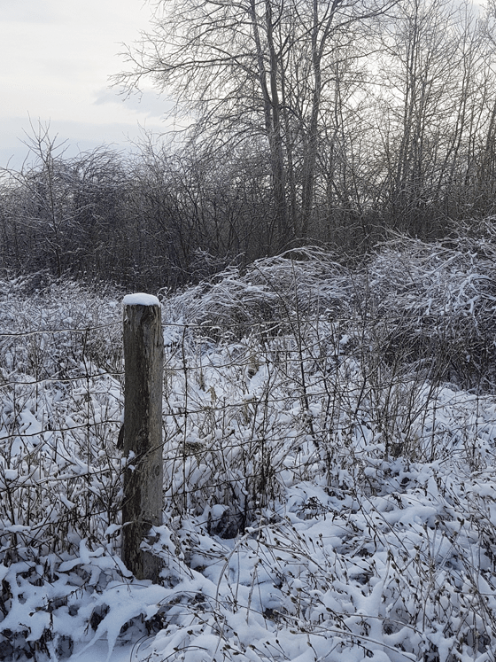 Snow on the farm