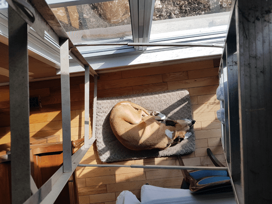 Baxter laying under the ladder