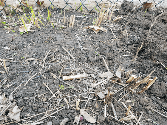 Two rows of asparagus crowns
