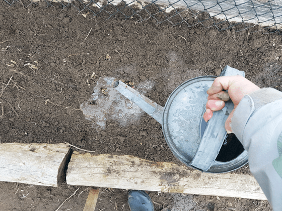 Watering transplanted asparagus crowns