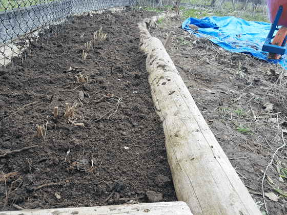 Row of asparagus crowns in raised bed