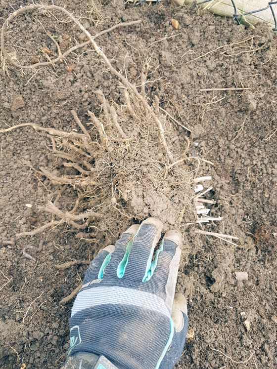 Asparagus crown root