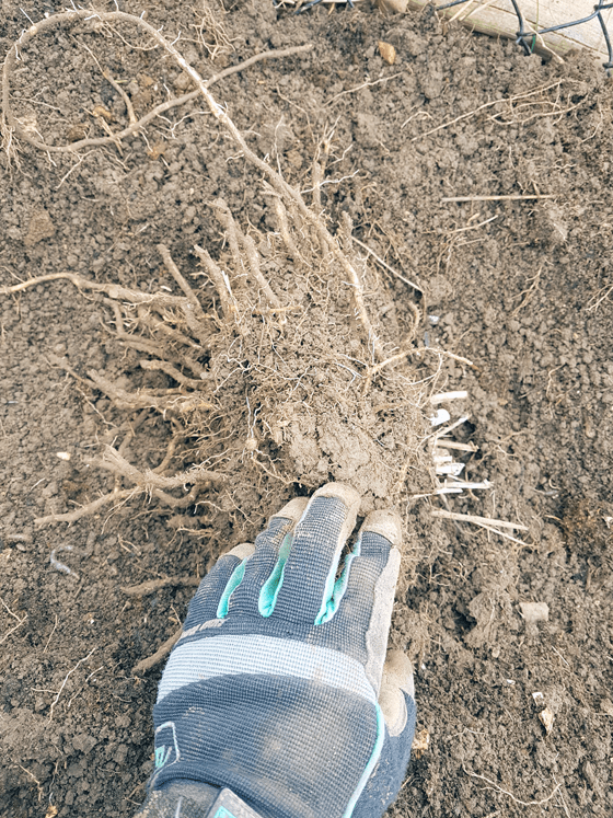 Asparagus crown root