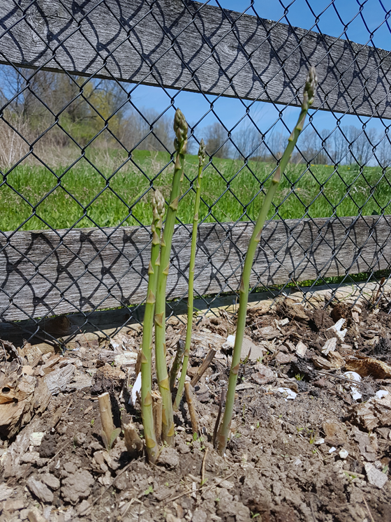 Asparagus growing in the garden
