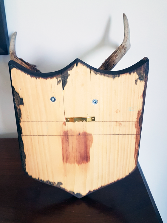 Back of mounted antlers