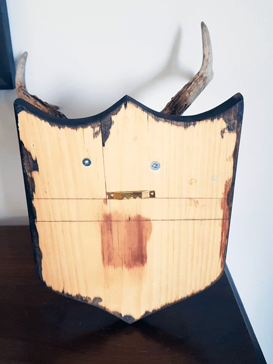 Back of mounted antlers