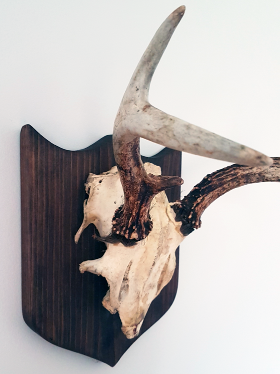 Mounted antlers unvarnished and uncovered skull