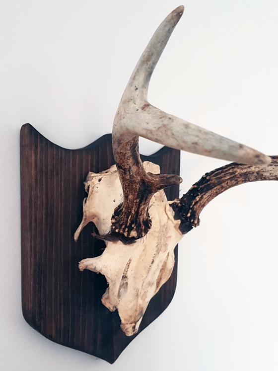 Mounted antlers unvarnished and uncovered skull