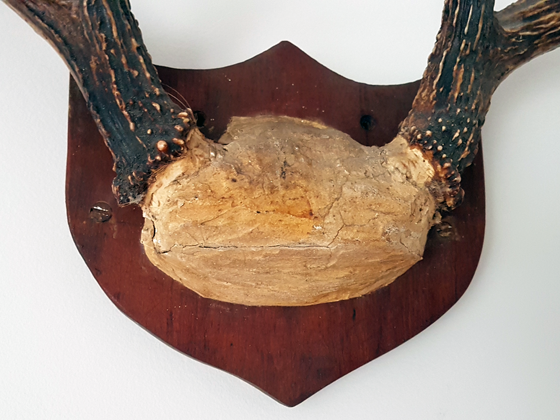 Covered skull on mounted antlers