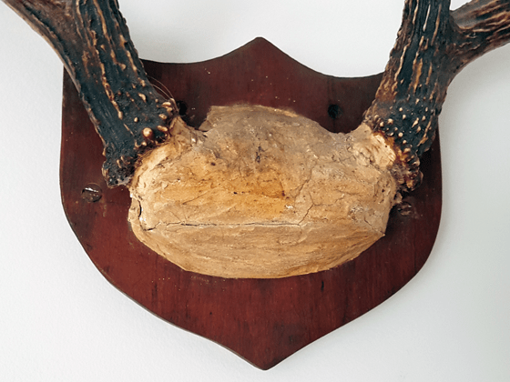 Covered skull on mounted antlers