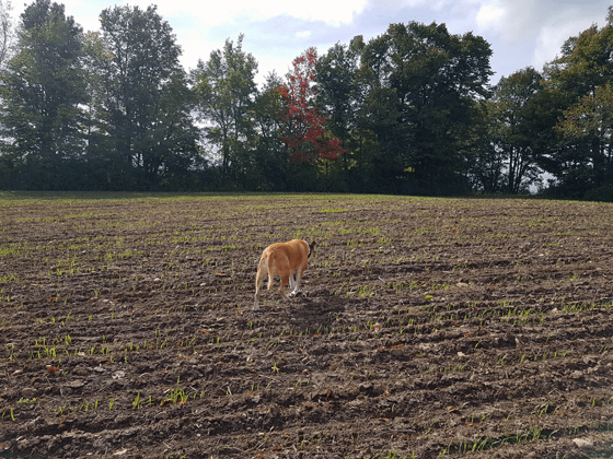 Baxter walking across the field