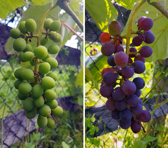 Unripe and ripe grapes