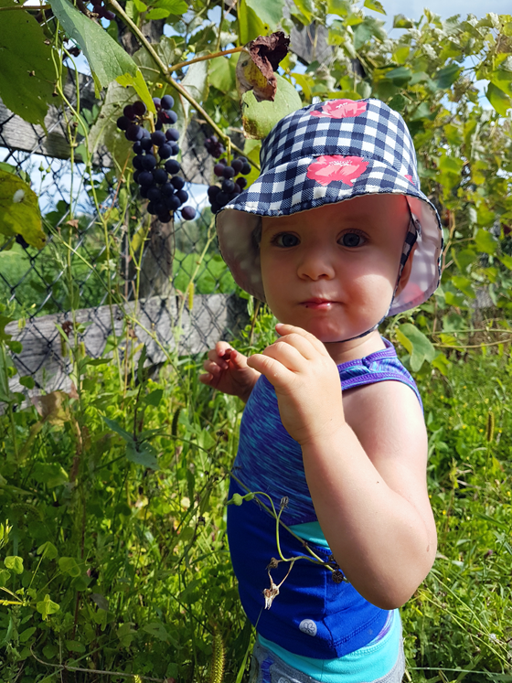 Ellie eating grapes in the garden